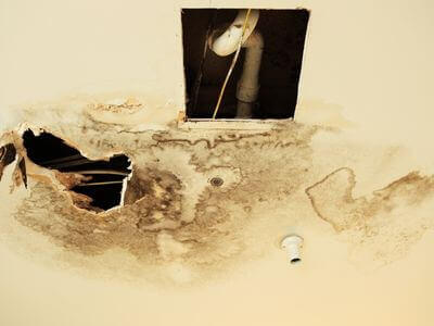 Professional mold remediation services in Danville